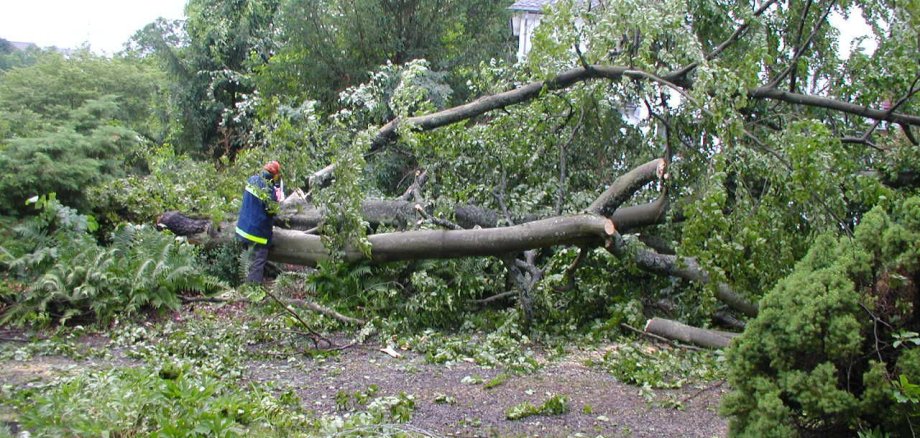 Umgestürzter Baum